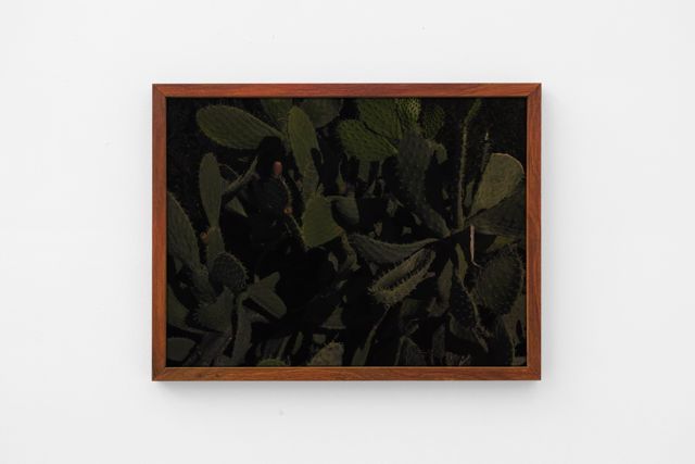 Cactus, 2017, inkjet print, 48x36x3cm