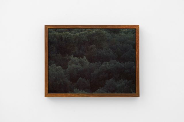 Selva Oscura, 2017, inkjet print, 44x33x4cm