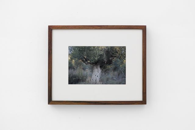 Olive Tree, 2018, inkjet print, 43x34x4cm