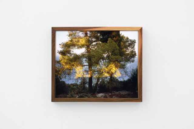 The Tree of Life, 2018, 40x33x4cm